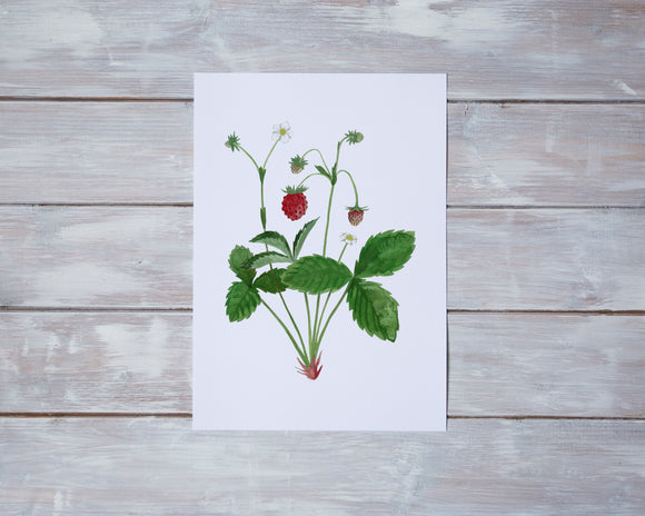 Wild Strawberries Print